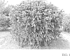 Callistemon%20rigidus%20%27RutCall%27