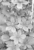 Clematis%20hybrid%20%27Zomoa%27