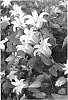 Clematis%20%27Zoprika%27
