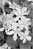 Clematis%20hybrid%20%27Zobadol%27