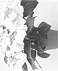 Hydrangea%20hybrida%20%27Agrihydravijftien%27