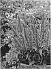 Veronica%20spicata%20%27Hocus%20Pocus%27