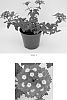 Verbena%20x%20hybrida%20%27Florbenacher%27