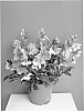 Helleborus%20niger%20x%20Helleborus%20lividus%20%27COSEH%20890%27