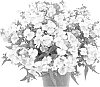 Nemesia%20hybrida%20%27Finemangpine%27