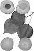 Interspecific%20Prunus%20species%20%27Summer%20Cot%27