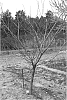 Prunus%20besseyi%20x%20P.%20cerasifera%20%27Densipac%27