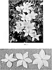 Clematis%20hybrid%20%27Zobast%27