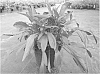 Leucanthemum%20x%20superbum%20%27REAL%20GALAXY%27