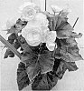 Begonia%20x%20hiemalis%20%27BBDRAGNE%27