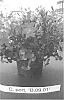 Campanula%20portenschlagiana%20Schult.%20%27B.09.01%27