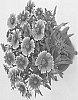 Gaillardia%20grandiflora%20%27DGAL3%27