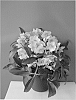 Helleborus%20niger%20x%20Helleborus%20argutifolius%20%27COSEH%20910%27