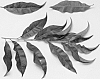 Prunus%20persica%20L.%20%27NJN101%27