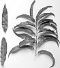 Prunus%20persica%20L.%20%27NJ356%27