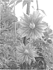 Clematis%20hybrid%20%27YAKU010A%27
