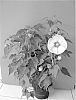 Hibiscus%20moscheutos%20%27Oak%20Soft%20Pink%27