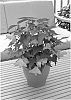 Abutilon%20x%20hybrida%20%27NUABTANG%27