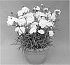 Dianthus%20x%20hybrida%20%27WP10%20VEN06%27