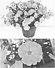 Petunia%20x%20hybrida%20%27Sunsurfpitora%27