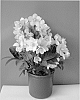 Helleborus%20niger%20x%20Helleborus%20lividus%20%27COSEH%20930%27