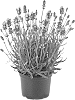 Lavandula%20angustifolia%20%27Bklvdvlb%27