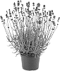 Lavandula%20angustifolia%20%27Bklvdab%27