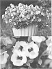 Torenia%20sp.%20%27Sunrekokuri%27
