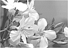 Nerium%20oleander%20plant-Turner%27s%207-679