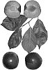 Prunus%20species%20%27Flavor%20Fusion%27