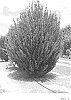 Ilex%20crenata%20x%20I.%20maximowicziana%20%27RutHol1%27