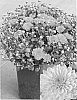 Chrysanthemum%20x%20morifolium%20%27CIFZ0019%27