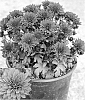 Chrysanthemum%20x%20morifolium%20%27CIFZ0033%27
