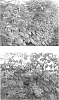 Rubus%20idaeus%20%27Advabereen%27