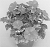Hibiscus%20rosa-sinensis%20%27Tonga%20Wind%27