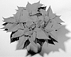 Euphorbia%20pulcherrima%20Willd.%20ex%20Klotzsch%20%27NPCW12198%27