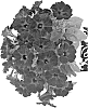 Petunia%20x%20hybrida%20%27Duesweblasat%27