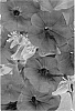 Petunia%20x%20hybrida%20%27Duegpbu%27