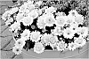 Osteospermum%20plant%20named%20%27KLEOE11193%27