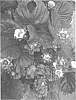 Fragaria%20x%20ananassa%20%27BOB%27