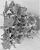Hibiscus%20rosa-sinensis%20%27Tortuga%20Wind%27