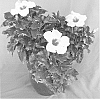 Hibiscus%20rosa-sinensis%20%27Tobago%20Wind%27