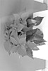 Euphorbia%20pulcherrima%20Willd.%20%27BKPONCH%27