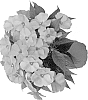 Impatiens%20hawkeri%20%27Duemagsal%27
