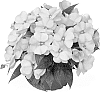 Impatiens%20hawkeri%20%27Duemagpea%27