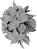 Impatiens%20hawkeri%20%27Duepetnn11%27
