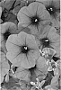 Petunia%20x%20hybrida%20%27Duegppur%27