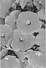 Petunia%20x%20hybrida%20%27Duegpros%27