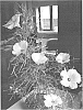 Alyogyne%20huegelii%20x%20hakeifolia%20%27HUTWOW%27