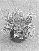 Euonymus%20fortunei%20%27Alban%27